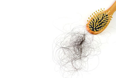 Close-up of plant against white background