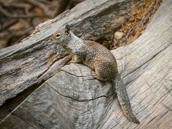 Close-up of lizard on wood