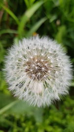 Close-up of dandelion flower