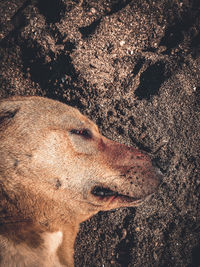 Close-up of dog looking away