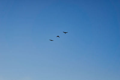 Low angle view of birds flying against clear blue sky