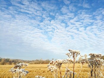 Scenic view of farm against sky