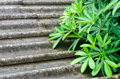 High angle view of plant growing on steps