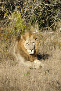 Portrait of lion