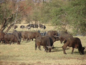 Horses in a field