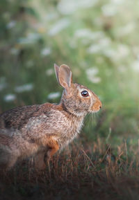 Close-up of an animal on field