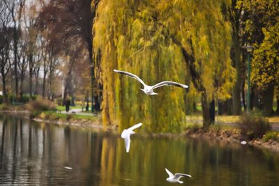 Bird flying over lake