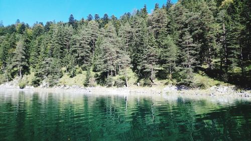 Pine trees by lake in forest