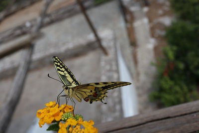 Close-up of butterfly pollinating on yellow flower