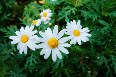 Close-up of flowers blooming in park