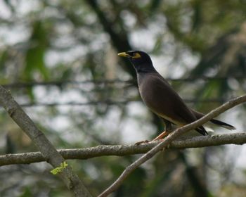 Birds perching on branch