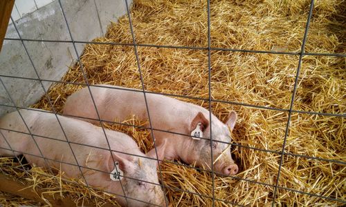 Pigs sleeping on hay