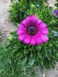 High angle view of flower blooming outdoors