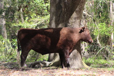 Side view of horse standing on tree trunk