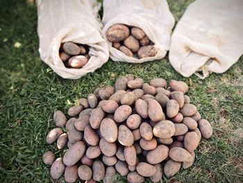 Bag of potatoes on the grass