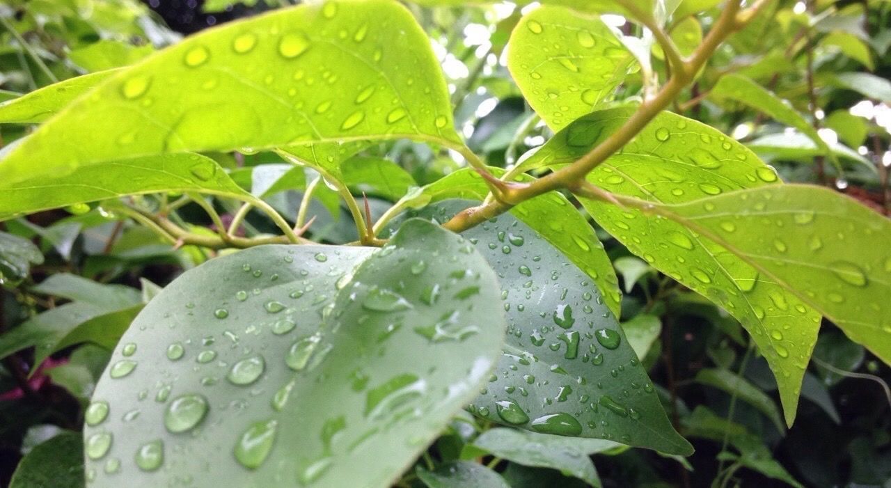 CLOSE-UP OF RAINDROPS ON LEAF