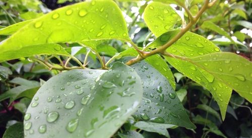 Close-up of wet plant