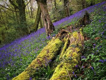 Trees in forest