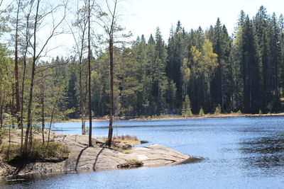 Scenic view of lake in forest