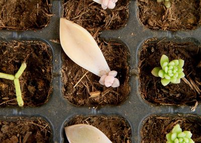 High angle view of fresh food