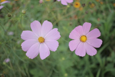 Close-up of pink cosmos flower on field