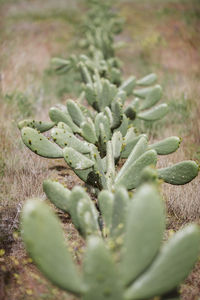 High angle view of succulent plant on field