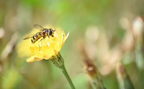 Close-up of bee pollinating on yellow flower