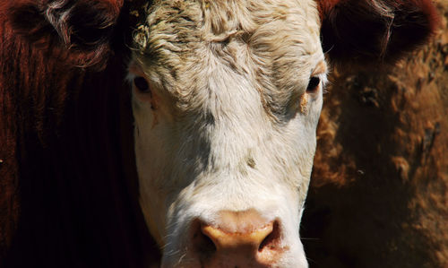 Close-up of cow