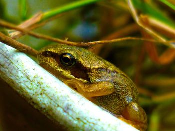 Close-up of lizard