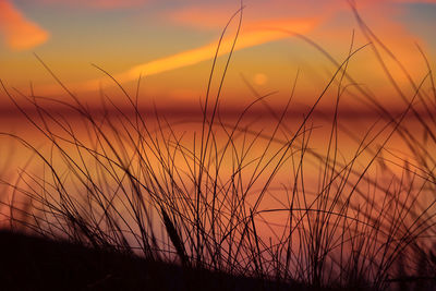 Coastal symphony. grass flourishing on baltic sands. grass at the baltic sea