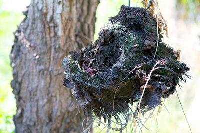 Close-up of lizard on tree trunk