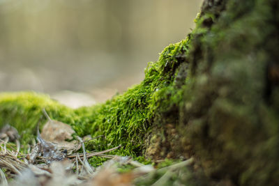 Close-up of moss growing on rock