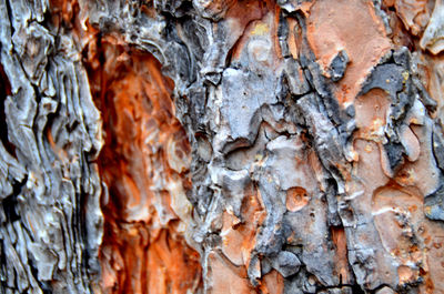 Close-up of tree trunk