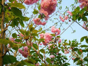 Low angle view of pink cherry blossoms in spring