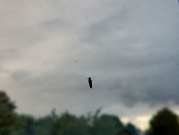 Low angle view of bird flying against sky