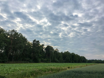 Scenic view of trees on field against sky