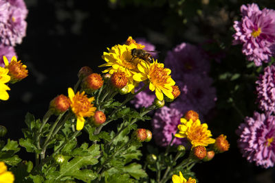 Close-up of yellow flowering plants
