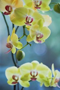 Close-up of yellow flowering plant