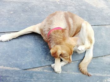 Close-up of dog sleeping outdoors