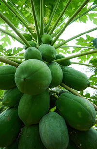 Close-up of fruits on tree