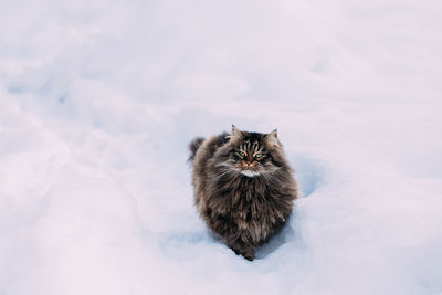 Cat sitting in snow