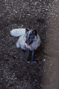 Arctic fox at dudley zoo