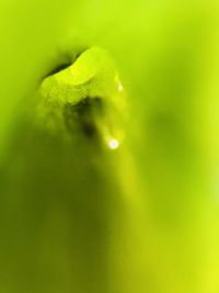 Close-up of green leaf