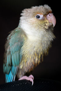 Close-up of hand feeding bird