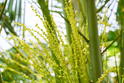 Close-up of fresh green plants