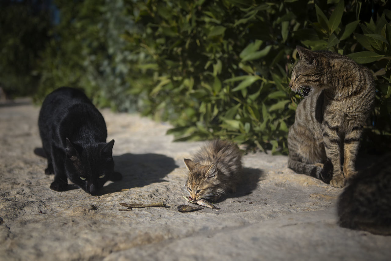 Eating street cats