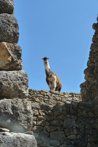 Low angle view of bird on rock against clear sky