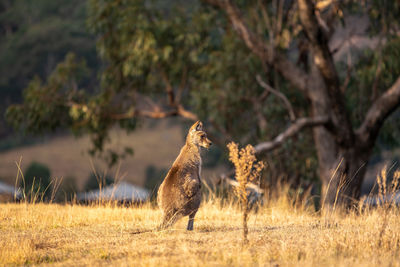 Kangaroo or wallaby eating grass shortly before sunset. shot in the blue mountains, australia