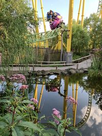 Plants by lake