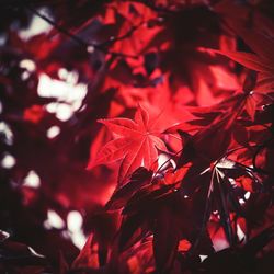 Close-up of red maple leaves